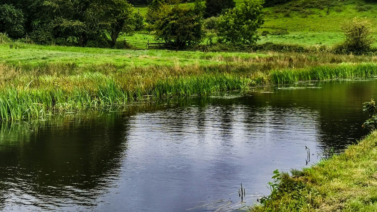 A reed-fringed watercourse running through pasture, the kind of outfall a restricted surface water discharge is made to